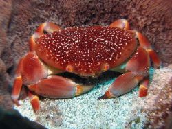 Stone Crab in a Barrel Sponge off of Desecheo Island, Pue... by John Thompson 